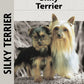 Silky Terrier