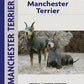 Manchester Terrier