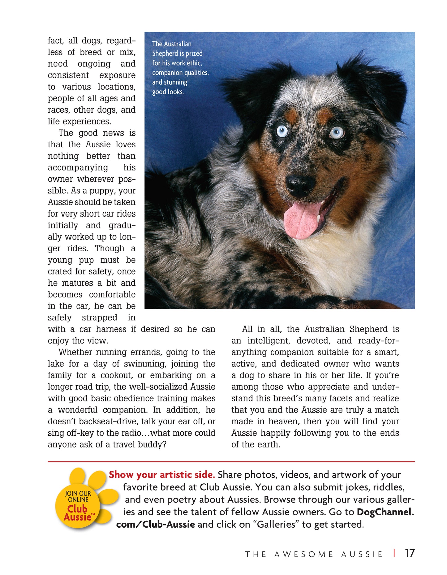 Australian Shepherd Dog