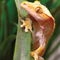 Crested Geckos