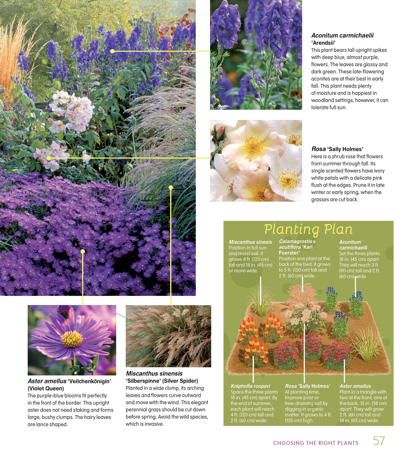 Essential Perennials for Every Garden