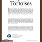 Popular Tortoises (Advanced Vivarium Systems)