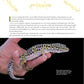 The Leopard Gecko Manual