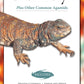 Uromastyx (Advanced Vivarium Systems)