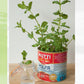 Regrow Your Veggies