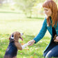 Ultimate Guide to Dog Training