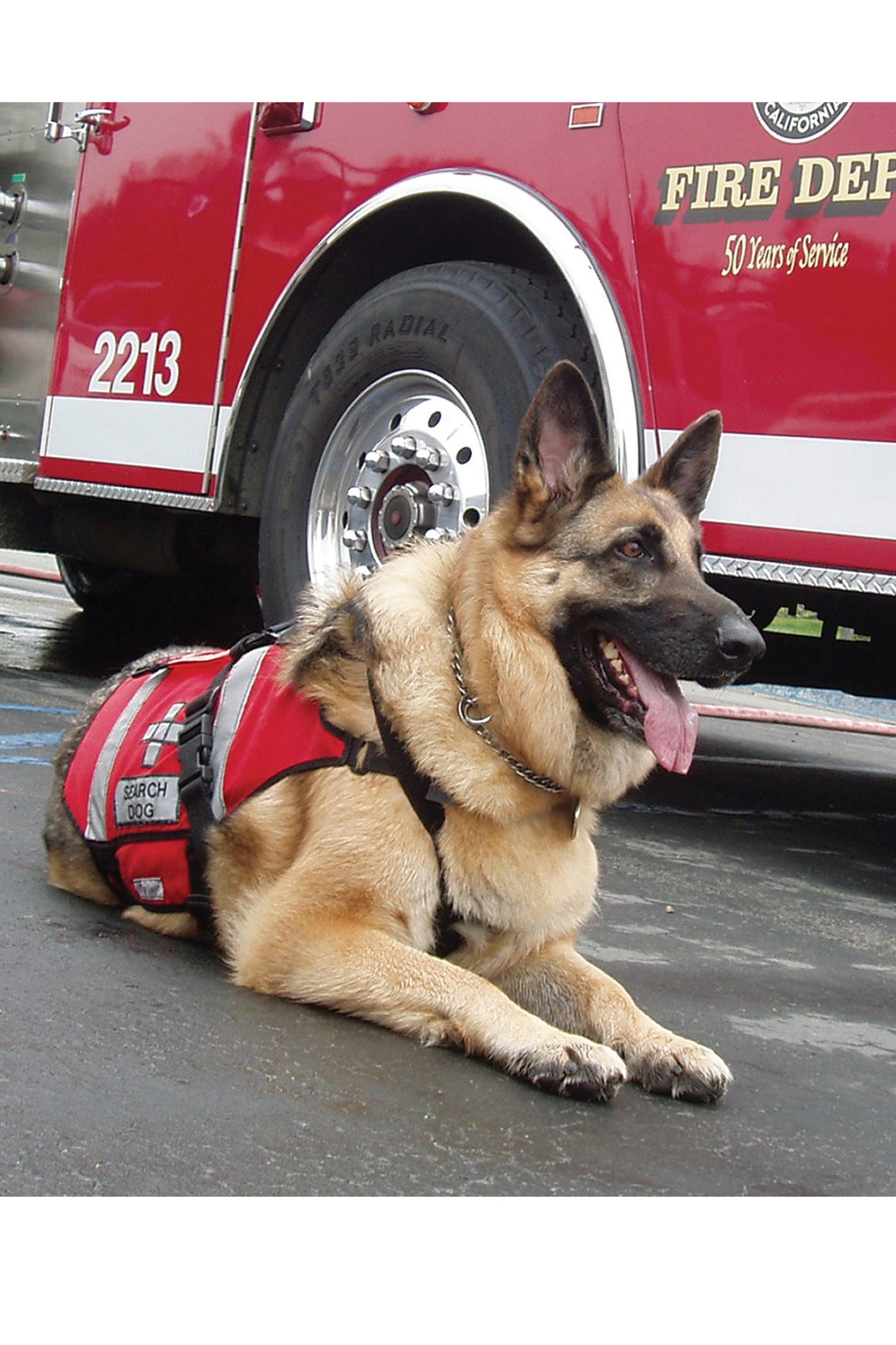 Ready! Training the Search and Rescue Dog