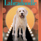 Labradoodle