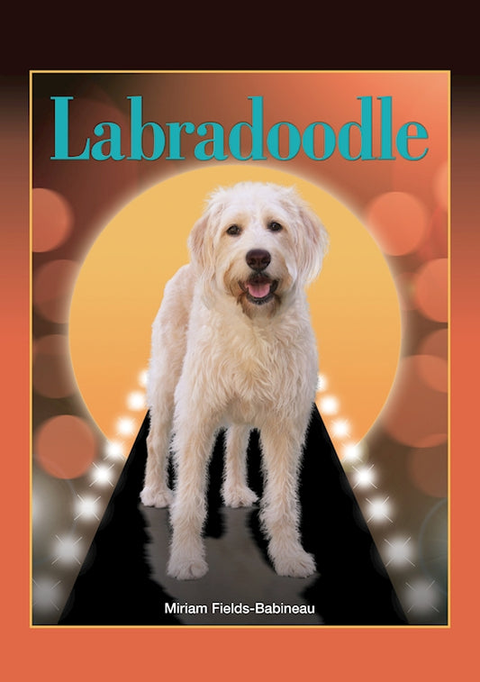 Labradoodle