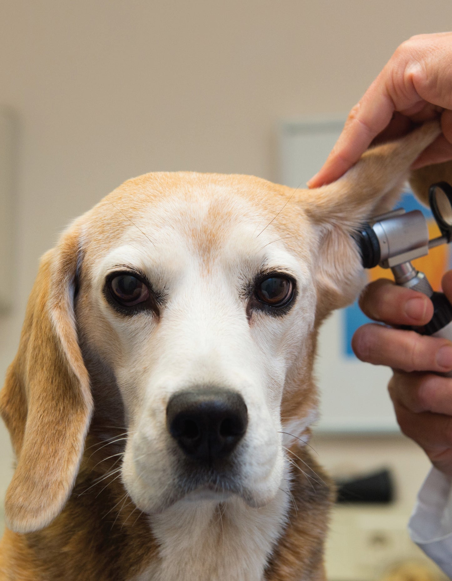 The Ultimate Guide to Dog Care