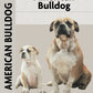 American Bulldog (Comprehensive Owner's Guide)