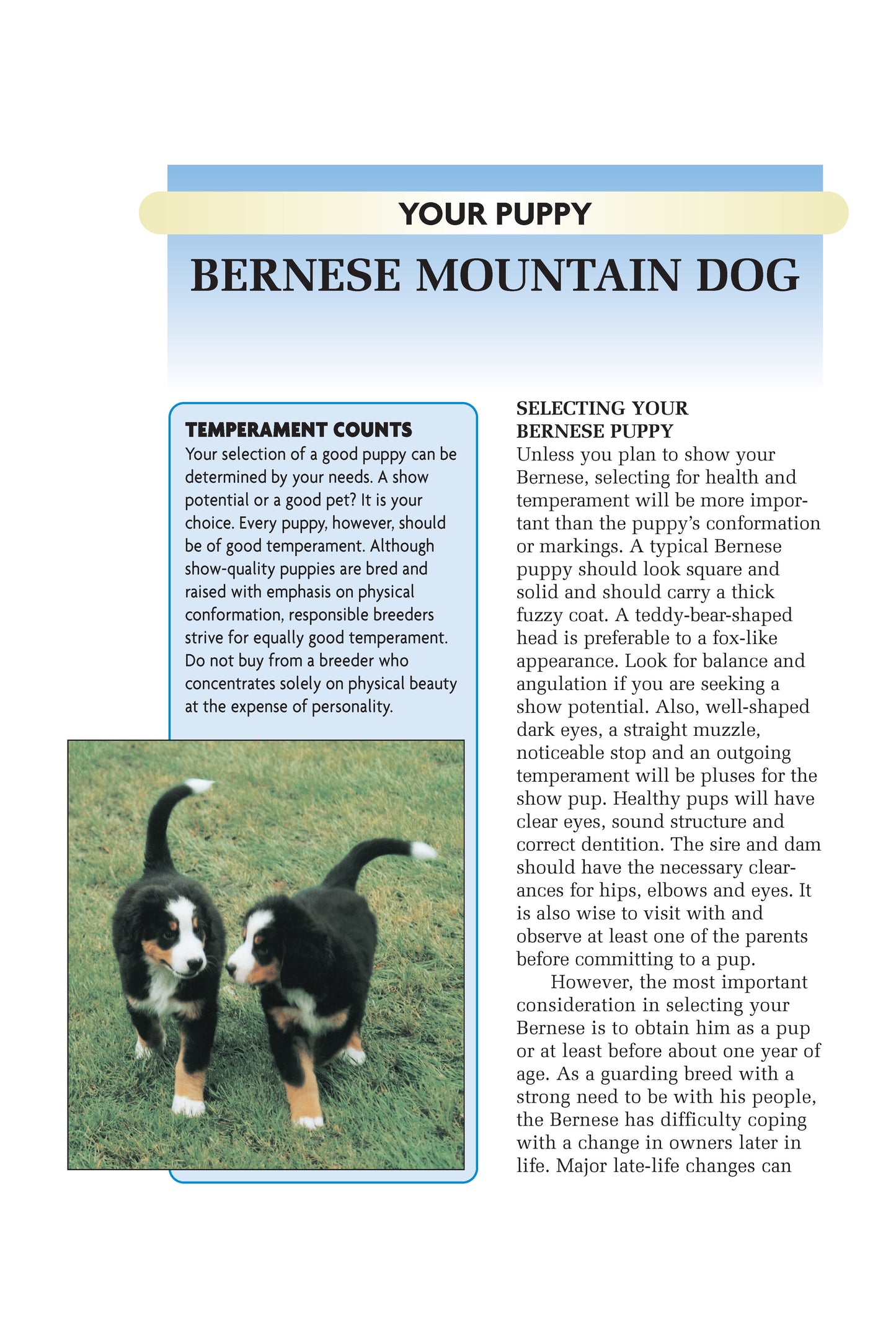 Bernese Mountain Dog (Comprehensive Owner's Guide)