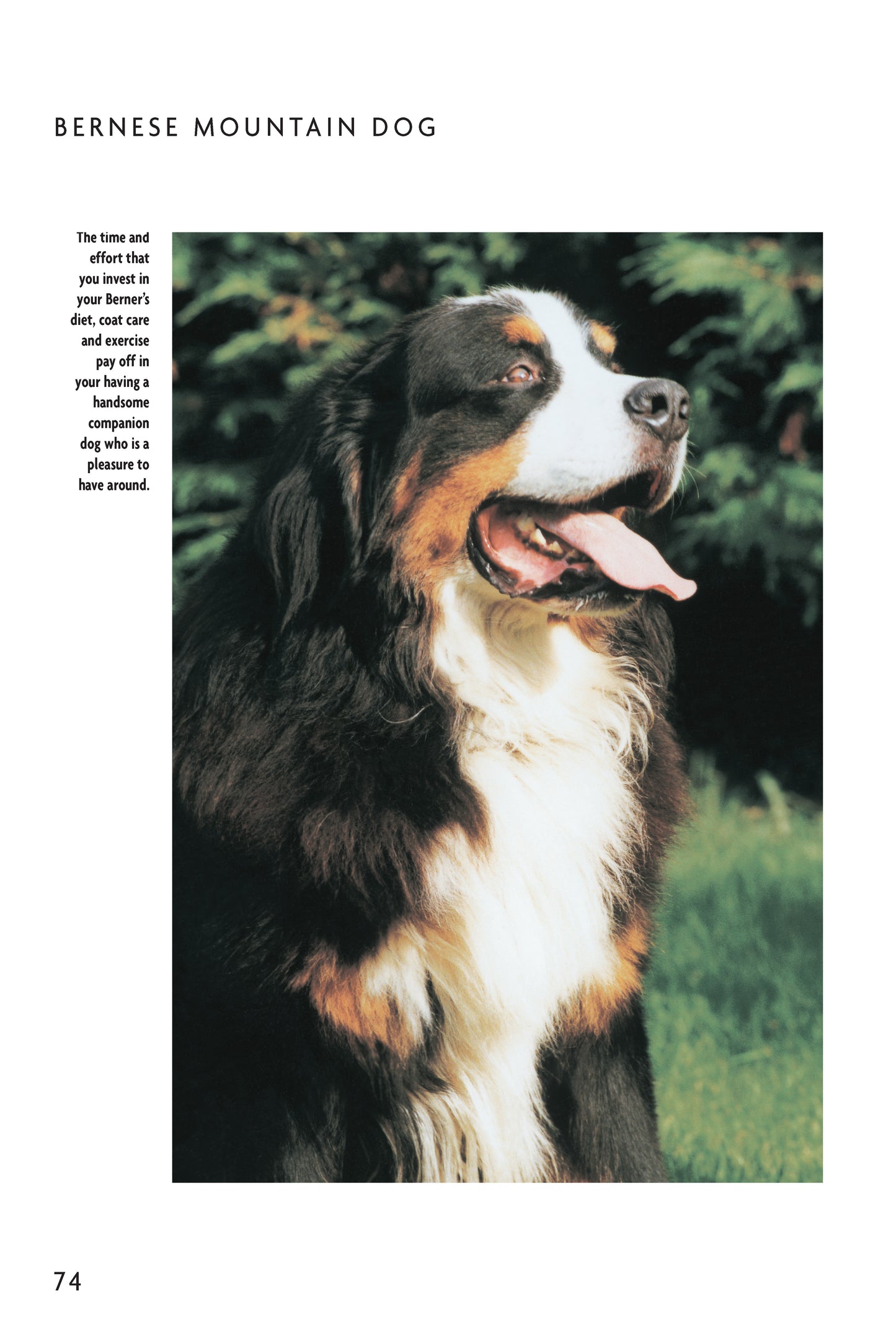 Bernese Mountain Dog (Comprehensive Owner's Guide)