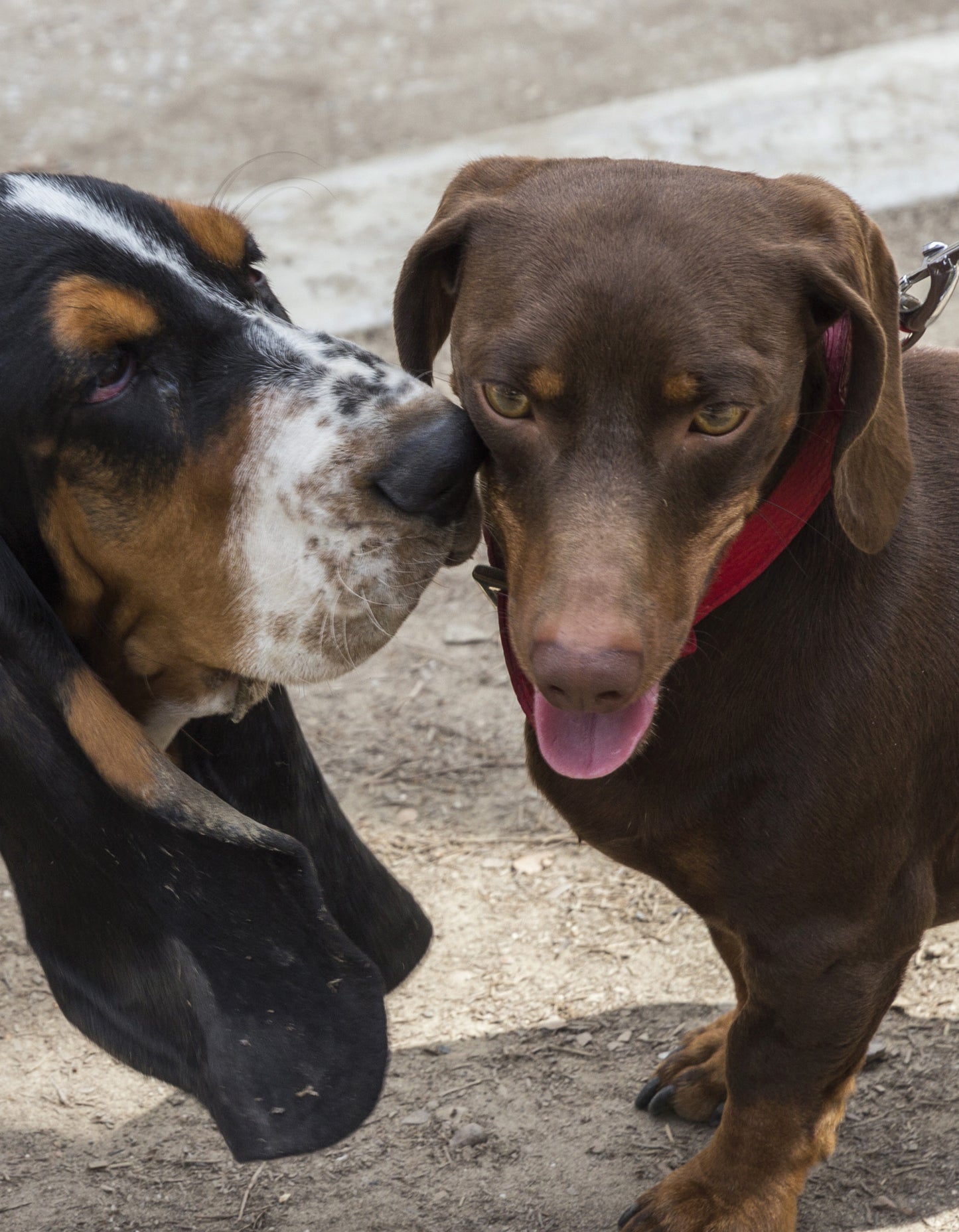 Turning Fierce Dogs Friendly