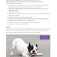 Ultimate Guide to Dog Training