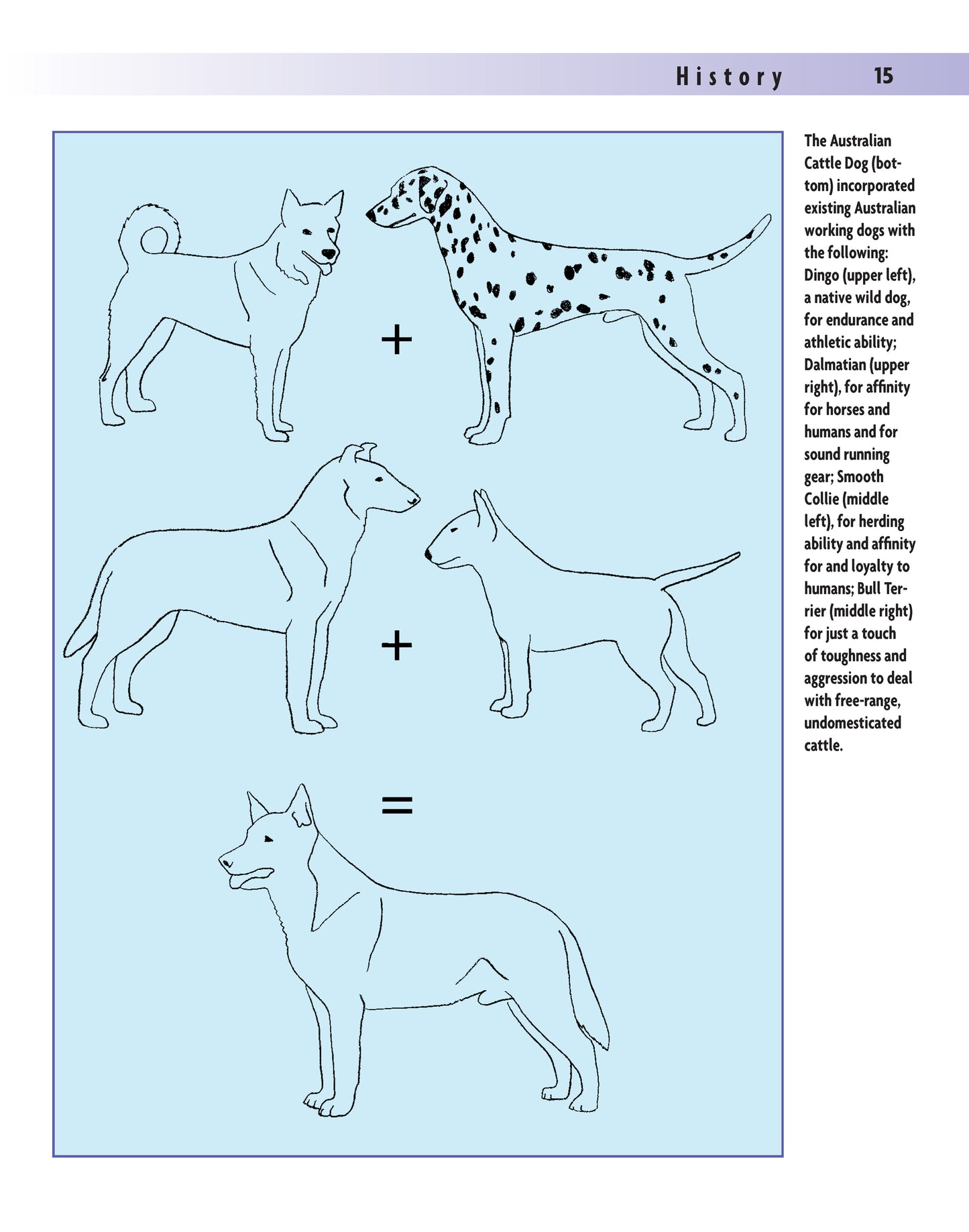 Australian Cattle Dog