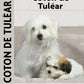 Coton De Tulear