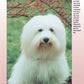 Coton De Tulear