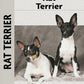 Rat Terrier (PB)