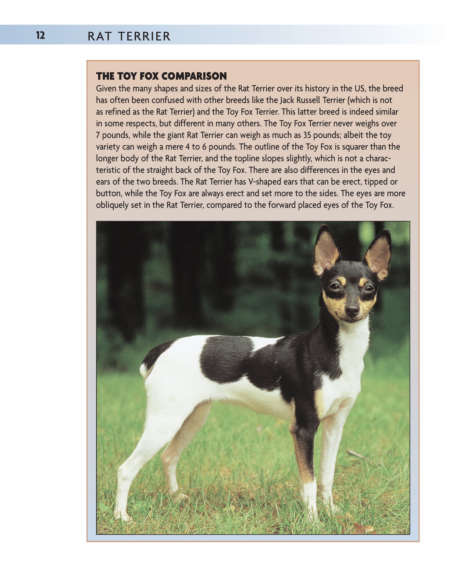 Rat Terrier (PB)