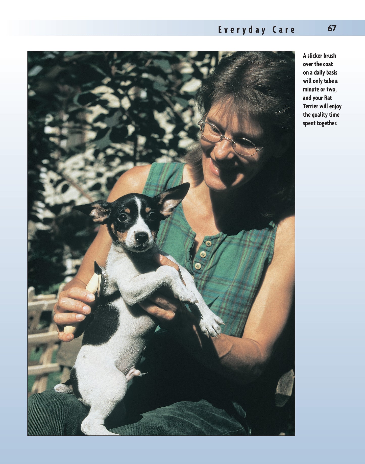 Rat Terrier (PB)