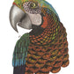 TangleEasy Lined Journal Parrot