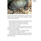 The Box Turtle Manual