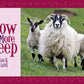 Know More Sheep