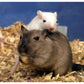 Gerbils