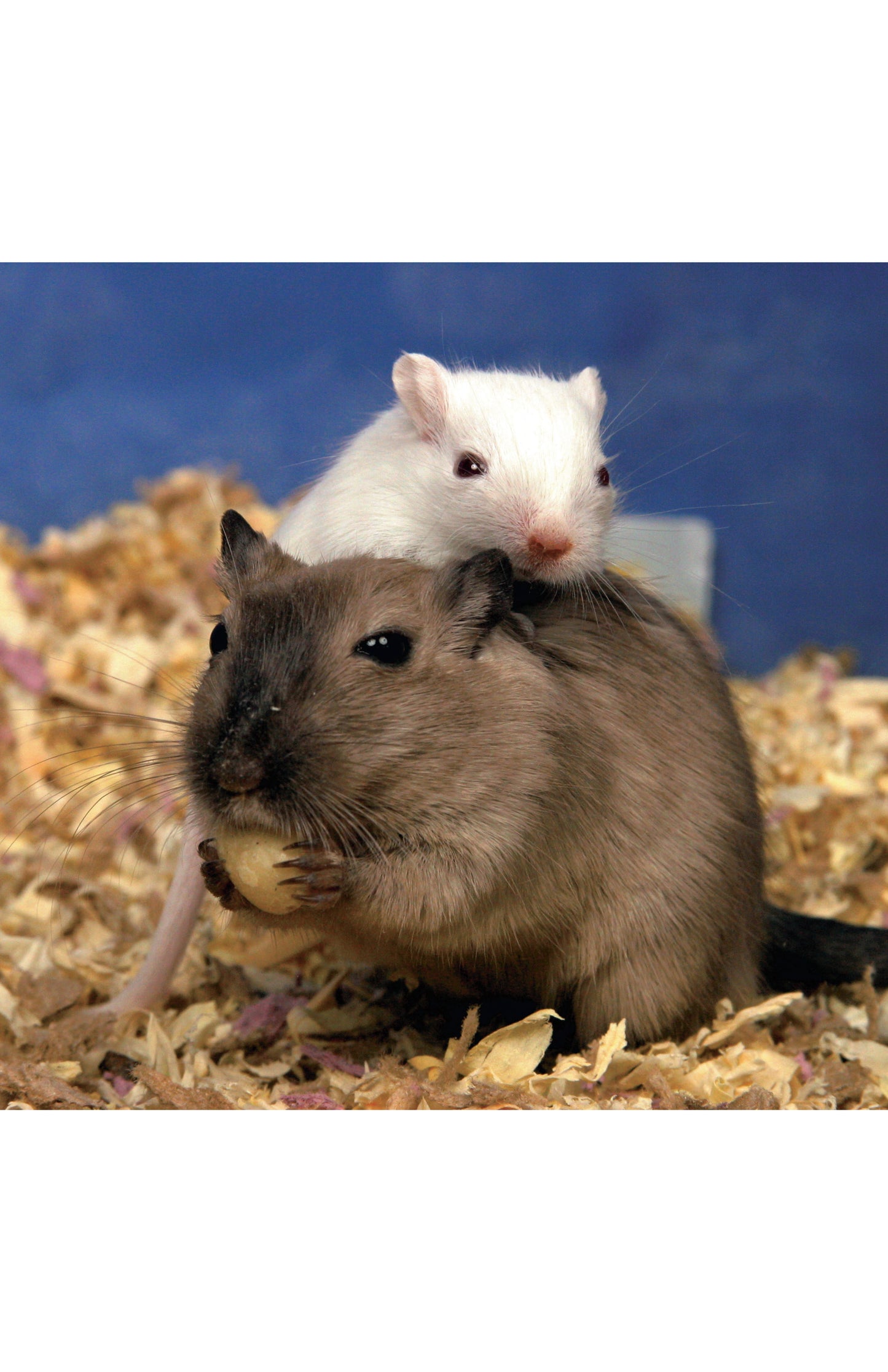 Gerbils