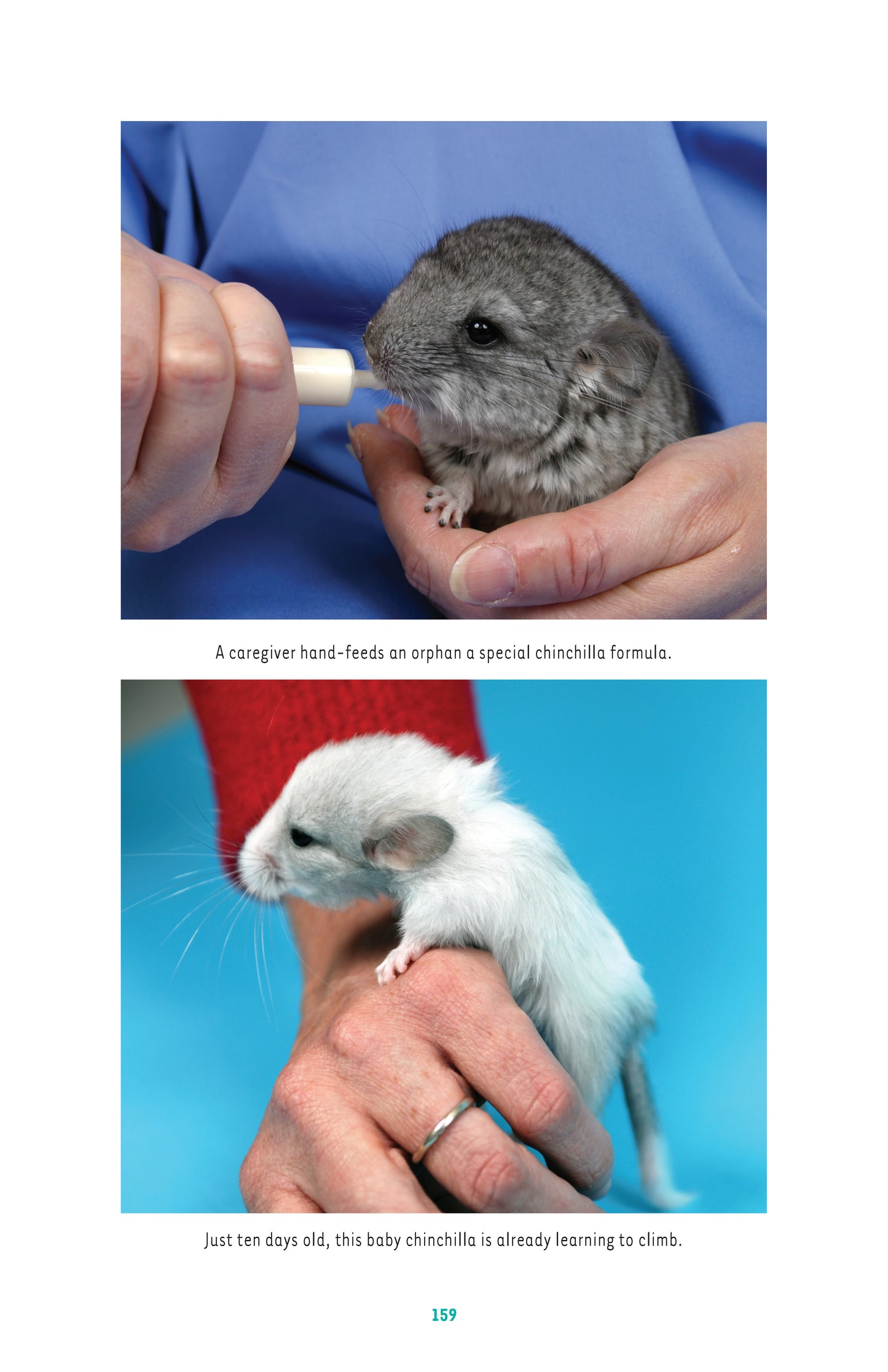 Chinchillas