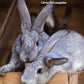 Hobby Farms: Rabbits