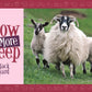 Know More Sheep