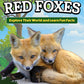 Kids' Backyard Safari: Red Foxes