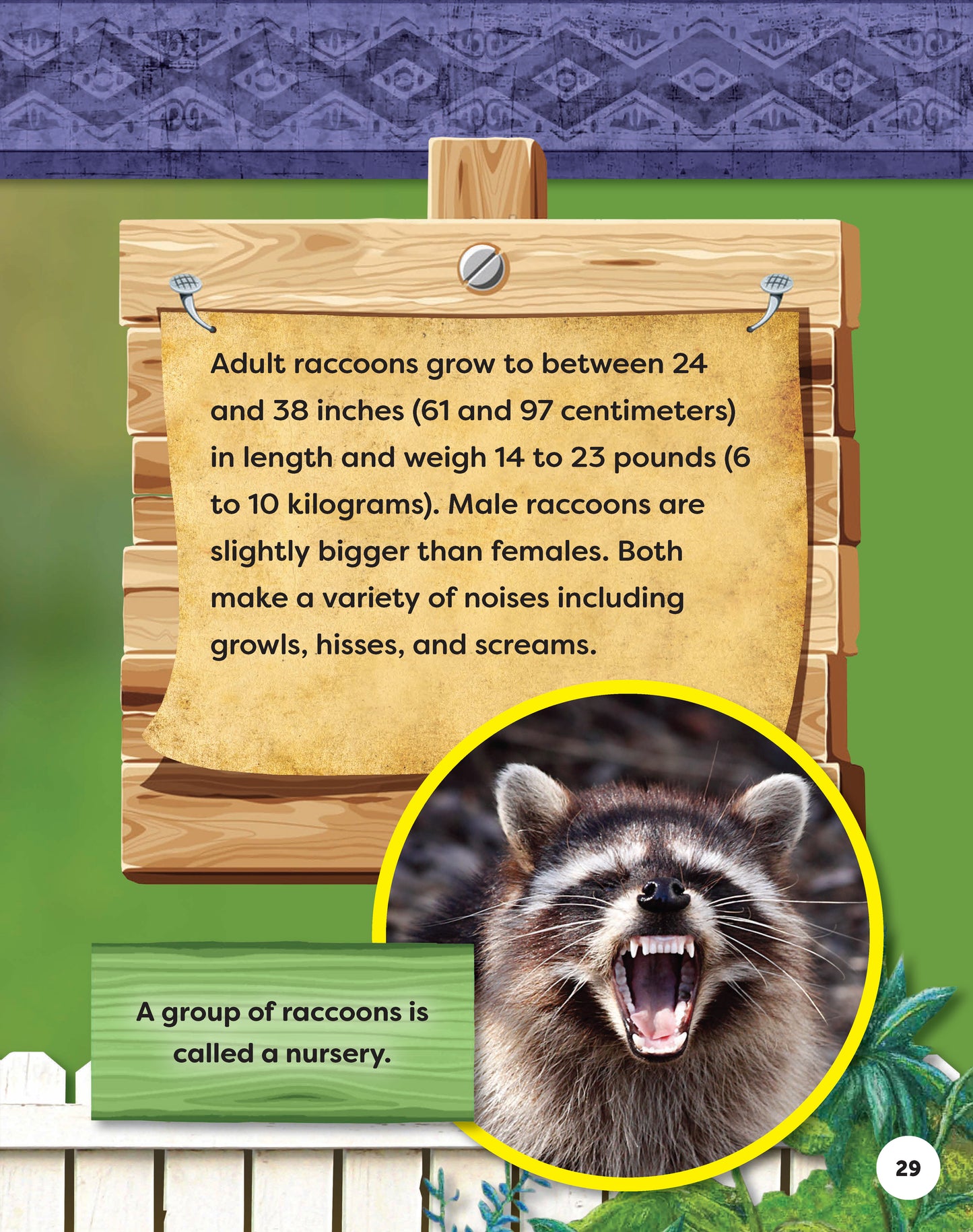 Kids' Backyard Safari: Raccoons