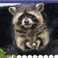 Kids' Backyard Safari: Raccoons