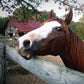 If Animals Could Talk: Horses